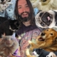 cats vs dogs